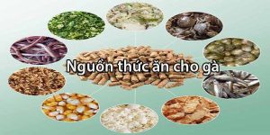 Thức ăn cho chiến kê