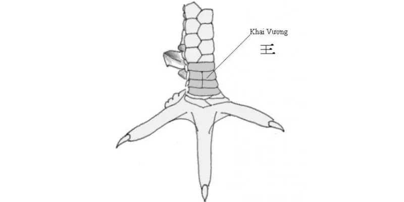 vảy gà khai vương